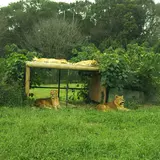 ライオンセクション