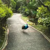 ウォーキングアベニュー