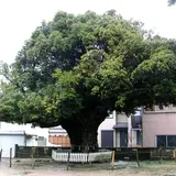 川俣神社のスダジイ