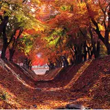 富士河口湖紅葉まつり