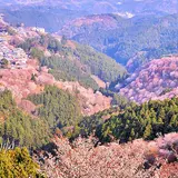 吉野山 上千本