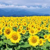 明野ひまわりの里