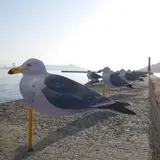カモメの駐車場
