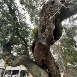 ナタオレノキ