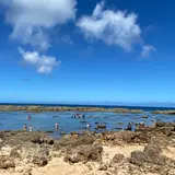 シャークスコーブ
