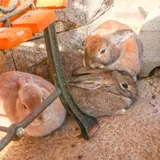 月うさぎの里