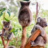 WILD LIFE Sydney Zoo（ワイルドライフ・シドニー動物園）