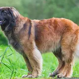 ポルトガル
