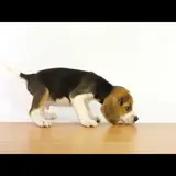 セルビア