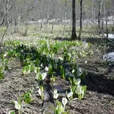 奥裾花自然園の水芭蕉