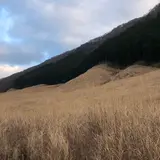 仙石原すすき草原