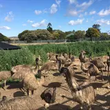 Emu Heaven