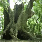 塚崎の大楠