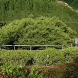 嬉野大茶樹