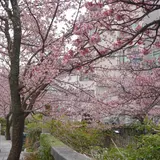 熱海桜