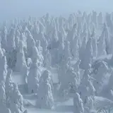 蔵王の樹氷