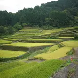 つづら棚田