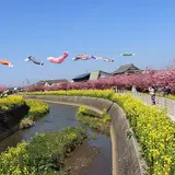 免々田川の河津桜