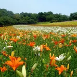 可睡ゆりの園