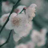 萩往還梅林園