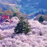 高遠城址公園
