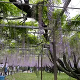 岡崎公園の藤棚