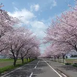 大榑川堤の桜並木