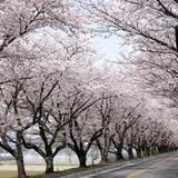 鍋田川堤桜並木