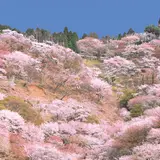 吉野山の桜