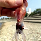 八重津浜海水浴場