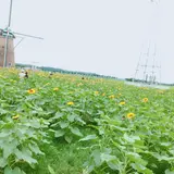佐倉ふるさと広場