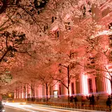 江戸桜通り