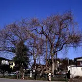 中鶴田の大ふじ