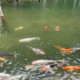 一の俣桜公園