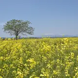 かくだ菜の花まつり会場