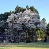 草岡の大明神ザクラ