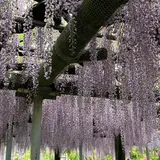 箭弓稲荷神社