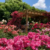 神奈川県立花と緑のふれあいセンター 花菜ガーデン