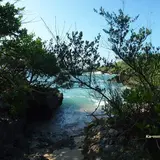 浜シタン群落