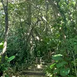 米原のヤエヤマヤシ群落