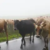 神津牧場