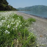 湖西の風景