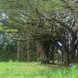 緑ケ丘公園