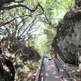 山猪溝原始森林歩道