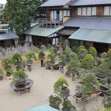 春花園 BONSAI 美術館