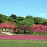 八方ケ原