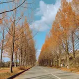 メタセ大通り（太陽が丘）