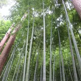 偕楽園