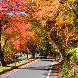 紅葉トンネル