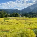 横瀬町の寺坂棚田